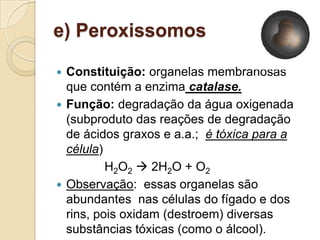 e) Peroxissomos
 Constituição: organelas membranosas
que contém a enzima catalase.
 Função: degradação da água oxigenada
(subproduto das reações de degradação
de ácidos graxos e a.a.; é tóxica para a
célula)
H2O2  2H2O + O2
 Observação: essas organelas são
abundantes nas células do fígado e dos
rins, pois oxidam (destroem) diversas
substâncias tóxicas (como o álcool).
 