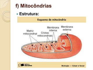 f) Mitocôndrias
 Estrutura:
 