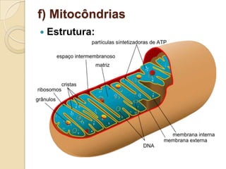 f) Mitocôndrias
 Estrutura:
 