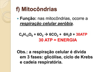 f) Mitocôndrias
 Função: nas mitocôndrias, ocorre a
respiração celular aeróbia.
C6H12O6 + 6O2  6CO2 + 6H20 + 30ATP
30 ATP = ENERGIA
Obs.: a respiração celular é divida
em 3 fases: glicólise, ciclo de Krebs
e cadeia respiratória.
 