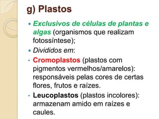 g) Plastos
 Exclusivos de células de plantas e
algas (organismos que realizam
fotossíntese);
 Divididos em:
• Cromoplastos (plastos com
pigmentos vermelhos/amarelos):
responsáveis pelas cores de certas
flores, frutos e raízes.
• Leucoplastos (plastos incolores):
armazenam amido em raízes e
caules.
 