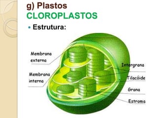 g) Plastos
CLOROPLASTOS
 Estrutura:
 
