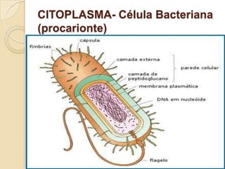 CITOPLASMA- Célula Bacteriana
(procarionte)
 