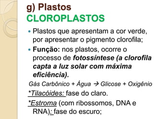 g) Plastos
CLOROPLASTOS
 Plastos que apresentam a cor verde,
por apresentar o pigmento clorofila;
 Função: nos plastos, ocorre o
processo de fotossíntese (a clorofila
capta a luz solar com máxima
eficiência).
Gás Carbônico + Água  Glicose + Oxigênio
*Tilacóides: fase do claro.
*Estroma (com ribossomos, DNA e
RNA): fase do escuro;
 