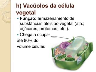 h) Vacúolos da célula
vegetal
 Função: armazenamento de
substâncias úteis ao vegetal (a.a.;
açúcares, proteínas, etc.).
 Chega a ocupar
até 80% do
volume celular.
 