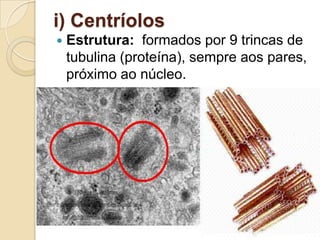 i) Centríolos
 Estrutura: formados por 9 trincas de
tubulina (proteína), sempre aos pares,
próximo ao núcleo.
 
