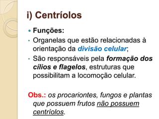 i) Centríolos
 Funções:
• Organelas que estão relacionadas à
orientação da divisão celular;
• São responsáveis pela formação dos
cílios e flagelos, estruturas que
possibilitam a locomoção celular.
Obs.: os procariontes, fungos e plantas
que possuem frutos não possuem
centríolos.
 