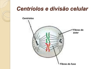 Centríolos e divisão celular
Centríolos
Fibras do
áster
Fibras do fuso
 