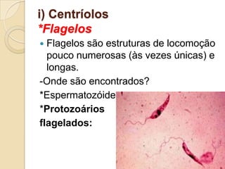 i) Centríolos
*Flagelos
 Flagelos são estruturas de locomoção
pouco numerosas (às vezes únicas) e
longas.
-Onde são encontrados?
*Espermatozóides;
*Protozoários
flagelados:
 