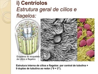 i) Centríolos
Estrutura geral de cílios e
flagelos:
Estrutura interna de cílios e flagelos: par central de tubulina +
9 duplas de tubulina ao redor (“9 + 2”).
 