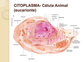 CITOPLASMA- Célula Animal
(eucarionte)
 