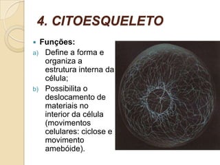 4. CITOESQUELETO
 Funções:
a) Define a forma e
organiza a
estrutura interna da
célula;
b) Possibilita o
deslocamento de
materiais no
interior da célula
(movimentos
celulares: ciclose e
movimento
amebóide).
 