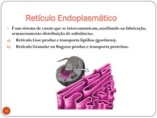 Retículo Endoplasmático
o É um sistema de canais que se intercomunicam, auxiliando na fabricação,
armazenamento distribuição de substâncias.
a) Retículo Liso: produz e transporta lipídios (gorduras).
b) Retículo Granular ou Rugoso: produz e transporta proteínas.
10
 