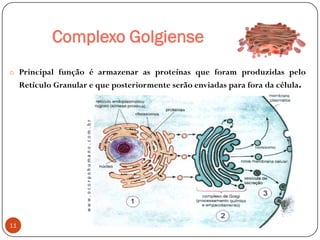 Complexo Golgiense
o Principal função é armazenar as proteínas que foram produzidas pelo
Retículo Granular e que posteriormente serão enviadas para fora da célula.
11
 