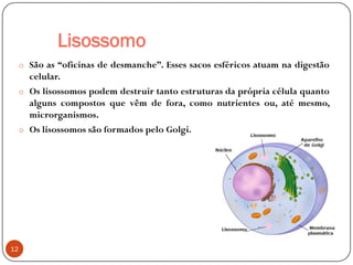 Lisossomo
o São as “oficinas de desmanche”. Esses sacos esféricos atuam na digestão
celular.
o Os lisossomos podem destruir tanto estruturas da própria célula quanto
alguns compostos que vêm de fora, como nutrientes ou, até mesmo,
microrganismos.
o Os lisossomos são formados pelo Golgi.
12
 