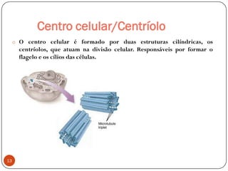 Centro celular/Centríolo
o O centro celular é formado por duas estruturas cilíndricas, os
centríolos, que atuam na divisão celular. Responsáveis por formar o
flagelo e os cílios das células.
13
 