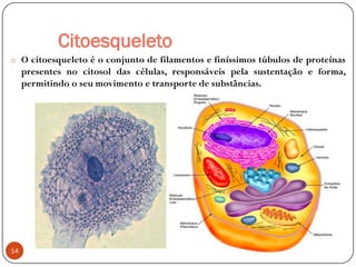 Citoesqueleto
o O citoesqueleto é o conjunto de filamentos e finíssimos túbulos de proteínas
presentes no citosol das células, responsáveis pela sustentação e forma,
permitindo o seu movimento e transporte de substâncias.
14
 