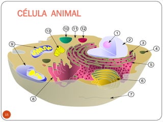 CÉLULA ANIMAL
15
 