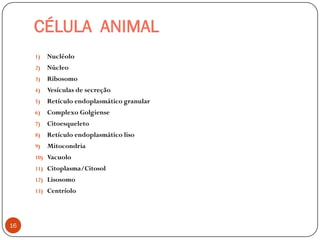 CÉLULA ANIMAL
16
1) Nucléolo
2) Núcleo
3) Ribosomo
4) Vesículas de secreção
5) Retículo endoplasmático granular
6) Complexo Golgiense
7) Citoesqueleto
8) Retículo endoplasmático liso
9) Mitocondria
10) Vacuolo
11) Citoplasma/Citosol
12) Lisosomo
13) Centríolo
 