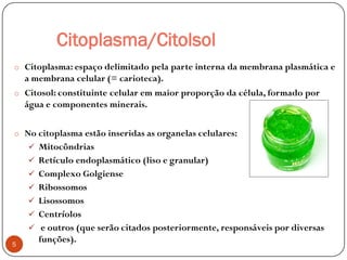 Citoplasma/Citolsol
o Citoplasma: espaço delimitado pela parte interna da membrana plasmática e
a membrana celular (= carioteca).
o Citosol: constituinte celular em maior proporção da célula, formado por
água e componentes minerais.
o No citoplasma estão inseridas as organelas celulares:
 Mitocôndrias
 Retículo endoplasmático (liso e granular)
 Complexo Golgiense
 Ribossomos
 Lisossomos
 Centríolos
 e outros (que serão citados posteriormente, responsáveis por diversas
funções).5
 
