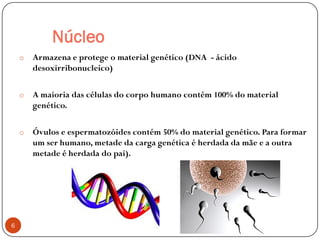 Núcleo
o Armazena e protege o material genético (DNA - ácido
desoxirribonucleico)
o A maioria das células do corpo humano contém 100% do material
genético.
o Óvulos e espermatozóides contém 50% do material genético. Para formar
um ser humano, metade da carga genética é herdada da mãe e a outra
metade é herdada do pai).
6
 