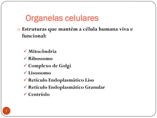 Organelas celulares
o Estruturas que mantém a célula humana viva e
funcional:
 Mitocôndria
 Ribossomo
 Complexo de Golgi
 Lisossomo
 Retículo Endoplasmático Liso
 Retículo Endoplasmático Granular
 Centríolo
7
 
