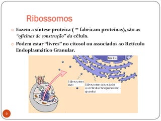 Ribossomos
o Fazem a síntese proteica ( = fabricam proteínas), são as
“oficinas de construção”da célula.
o Podem estar “livres” no citosol ou associados ao Retículo
Endoplasmático Granular.
9
 