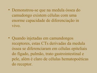 • Demonstrou-se que na medula óssea do
camudongo existem células com uma
enorme capacidade de diferenciação in
vivo.
• Quando injetadas em camundongos
receptores, estas CTs derivadas da medula
óssea se diferenciaram em células epiteliais
do fígado, pulmão, trato gastrointestinal e
pele, além é claro de células hematopoéticas
do receptor.
 