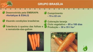 9
Desenvolvida pela EMBRAPA
-Hortaliças & ESALQ
Visando condições brasileiras
Tolerância à queima das folhas e
a nematoide-das-galhas
GRUPO BRASÍLIA
Comprimento
- 15 a 22 cm
Coloração laranja
Ciclo vegetativo – 85 a 100 dias
Produção – 30 a 35 t ha-¹
 