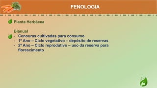 10
Planta Herbácea
Bianual
- Cenouras cultivadas para consumo
- 1º Ano – Ciclo vegetativo – depósito de reservas
- 2º Ano – Ciclo reprodutivo – uso da reserva para
florescimento
FENOLOGIA
 