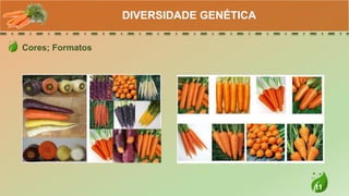 11
Cores; Formatos
DIVERSIDADE GENÉTICA
 