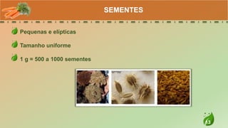13
Pequenas e elípticas
Tamanho uniforme
1 g = 500 a 1000 sementes
SEMENTES
 