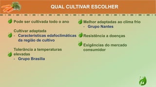 14
Pode ser cultivada todo o ano
Cultivar adaptada
- Características edafoclimáticas
da região de cultivo
Tolerância a temperaturas
elevadas
- Grupo Brasília
QUAL CULTIVAR ESCOLHER
Melhor adaptadas ao clima frio
- Grupo Nantes
Resistência a doenças
Exigências do mercado
consumidor
 