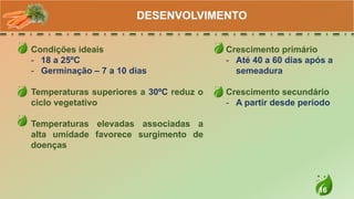 16
Condições ideais
- 18 a 25ºC
- Germinação – 7 a 10 dias
Temperaturas superiores a 30ºC reduz o
ciclo vegetativo
Temperaturas elevadas associadas a
alta umidade favorece surgimento de
doenças
DESENVOLVIMENTO
Crescimento primário
- Até 40 a 60 dias após a
semeadura
Crescimento secundário
- A partir desde período
 