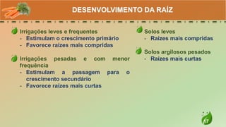 17
Irrigações leves e frequentes
- Estimulam o crescimento primário
- Favorece raízes mais compridas
Irrigações pesadas e com menor
frequência
- Estimulam a passagem para o
crescimento secundário
- Favorece raízes mais curtas
DESENVOLVIMENTO DA RAÍZ
Solos leves
- Raízes mais compridas
Solos argilosos pesados
- Raízes mais curtas
 