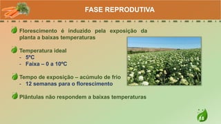 18
Florescimento é induzido pela exposição da
planta a baixas temperaturas
Temperatura ideal
- 5ºC
- Faixa – 0 a 10ºC
Tempo de exposição – acúmulo de frio
- 12 semanas para o florescimento
Plântulas não respondem a baixas temperaturas
FASE REPRODUTIVA
 