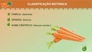1
FAMÍLIA: Apiaceae
GÊNERO: Daucus
NOME CIÊNTÍFICO: Daucus carota L
CLASSIFICAÇÃO BOTÂNICA
 