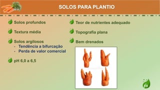 19
Solos profundos
Textura média
Solos argilosos
- Tendência a bifurcação
- Perda de valor comercial
pH 6,0 a 6,5
SOLOS PARA PLANTIO
Teor de nutrientes adequado
Topografia plana
Bem drenados
 