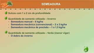 22
Sulcos com 1 a 2 cm de profundidade
Quantidade de semente utilizada – Inverno
- Semeadura manual – 6 kg/ha
- Semeadura mecânica (convencional) – 2 a 3 kg/ha
- Semeadura mecânica de precisão – 1 a 1,5 kg/ha
Quantidade de semente utilizada – Verão (menor vigor)
- O dobro do inverno
SEMEADURA
 