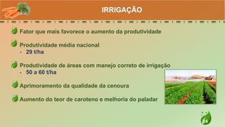 24
Fator que mais favorece o aumento da produtividade
Produtividade média nacional
- 29 t/ha
Produtividade de áreas com manejo correto de irrigação
- 50 a 60 t/ha
Aprimoramento da qualidade da cenoura
Aumento do teor de caroteno e melhoria do paladar
IRRIGAÇÃO
 
