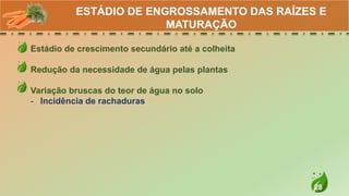 28
Estádio de crescimento secundário até a colheita
Redução da necessidade de água pelas plantas
Variação bruscas do teor de água no solo
- Incidência de rachaduras
ESTÁDIO DE ENGROSSAMENTO DAS RAÍZES E
MATURAÇÃO
 