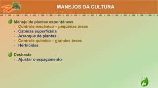 30
Manejo de plantas espontâneas
- Controle mecânico – pequenas áreas
- Capinas superficiais
- Arranque de plantas
- Controle químico – grandes áreas
- Herbicidas
Desbaste
- Ajustar o espaçamento
MANEJOS DA CULTURA
 