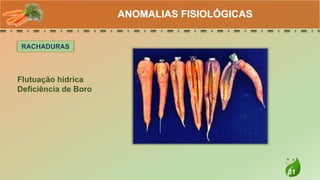 31
ANOMALIAS FISIOLÓGICAS
RACHADURAS
Flutuação hídrica
Deficiência de Boro
 