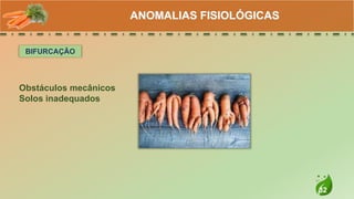 32
ANOMALIAS FISIOLÓGICAS
BIFURCAÇÃO
Obstáculos mecânicos
Solos inadequados
 