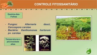 34
CONTROLE FITOSSANITÁRIO
Queima-das-
Folhas
- Fungos: Alternaria dauci,
Cercospora carotae
- Bactéria: Xanthomonas hortorum
pv. carotae
Temperaturas e
pluviosidade
altas
 