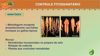 35
CONTROLE FITOSSANITÁRIO
NEMATÓIDES
– Meloidogyne incognita
Amarelecimento nas folhas
Inchaços ou galhas típicas
Manejo
- Nematicidas incorporados no preparo de solo
- Rotação de culturas
- Plantas que controlam nematóides
 