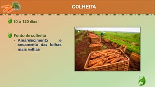36
80 a 120 dias
Ponto de colheita
- Amarelecimento e
secamento das folhas
mais velhas
COLHEITA
 