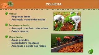 37
Manual
- Pequenas áreas
- Arranquio manual das raízes
Semi-mecanizada
- Arranquio mecânico das raízes
- Coleta manual
Mecanizada
- Áreas grandes
- Colheitadeira mecânica
- Arranquio e coleta das raízes
COLHEITA
 