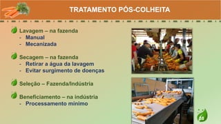 38
Lavagem – na fazenda
- Manual
- Mecanizada
Secagem – na fazenda
- Retirar a água da lavagem
- Evitar surgimento de doenças
Seleção – Fazenda/Indústria
Beneficiamento – na indústria
- Processamento mínimo
TRATAMENTO PÓS-COLHEITA
 