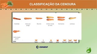40
CLASSIFICAÇÃO DA CENOURA
 
